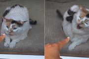 「母の猫にめちゃくちゃ嫌われてる！」男性が近づくだけで網戸越しに怒りまくる三毛猫ちゃん
