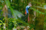 「世界一危険な鳥」とまで呼ばれたヒクイドリの天敵は豚