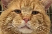 鼻の傷痕がなんだか強そう！大きくて貫禄のある猫の鳴き声が実は可愛い！