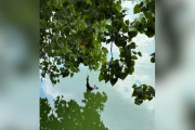 【海外】湖の上にぶら下がる「亡骸」の謎！カップルが真実に気づく瞬間とは？