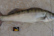 外国人「お前らが結婚したくなるほど大好きな魚は何？」