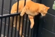 「猫には大きくわけて2つのタイプがいる…」柵を乗り越えようとするときの比較