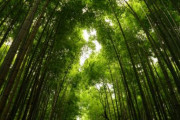 不吉なサイン？日本で120年に一度しか咲かない「竹の花」が開花　海外の反応