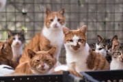 【海外の反応】中国警察が猫肉の違法取引を摘発、猫1,000匹を救出　海外の反応「中華料理が猫と犬肉であるというジョークは真実だった、これがパンデミックの始まる理由」