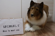 【韓国の反応】「動物になりたくて」2000万ウォンをかけて犬に変身した日本男性