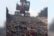 【海外】「廃車置き場の重機に危機！子犬を救った奇跡の瞬間とは？」