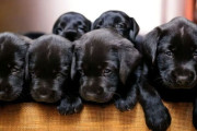 人と犬の絆。産んだばかりの14匹の子犬を飼い主のベッドに1匹ずつ連れてくる
