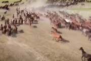 大規模な馬の群れが疾走！大草原を移動する姿が壮大(中国)