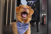 【海外】「ホラー映画『グッドボーイ』の主演犬、映画に出演したことを知らない！？驚きの真実とは」