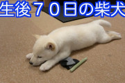 海外「やばい！天使のよう！」可愛すぎる日本の白柴の子犬の動画に反響（海外の反応）