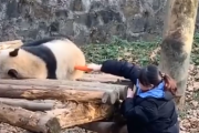 ああ、俺もパンダになりたい。寝っ転がっておやつを食べるだけで愛されるパンダちゃん。海外の反応