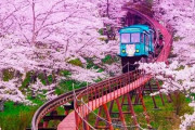 海外「映画のワンシーンのようだ！輝くばかりに美しい！」桜の時期に撮影されたスロープカーの写真（海外の反応）