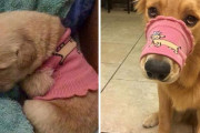 外国人「かわいい犬の成長がよく分かるビフォー＆アフター画像を集めてみた！」