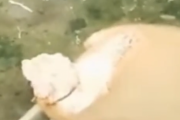 なんか溶け出してるけど大丈夫か！？川にゆったりつかりながら溶ける犬。海外の反応