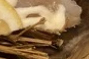 馬肉と魚の日本の刺身盛り合わせ←「絶対に食べない」（海外の反応）