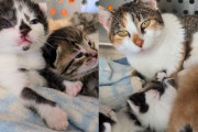 【海外】行方不明だった猫が見つかって、子猫と再会した瞬間、ママ猫がすぐに頑張り出したよ！