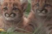 韓国人「子供のために自分より大きなクマに立ち向かうピューマをご覧ください」