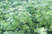 海外「日本が医療用大麻を合法化するようだ」