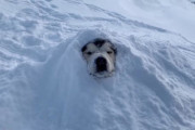 冷たくて気持ちいい！雪に包まれて大喜びのアラスカン・マラミュートのフィル君