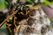 ハチに舌を刺された男性、自分の膨れ上がった舌で窒息死...