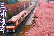 海外「電車と桜はいい組み合わせ！絵ハガキみたい！」三浦海岸の桜並木が話題に（海外の反応）