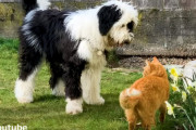隣に住む犬と恋人同士のように仲良しな茶トラ猫。犬が家から散歩に出てくるのを待つほど大好きなんです