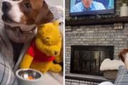 犬が登場する感動モノの映画を見たワンちゃんが、徐々に感情的に…？