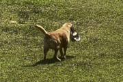 【海外】「犬が隣の家にフードボウルを持って行く理由を追跡！母が見つけた驚きの真実とは？」