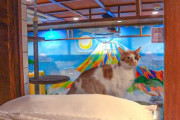 外国人「日本には猫と遊べるカフェがあるらしいぞ！ヤバすぎだろ！！！」