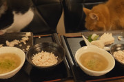 海外「美味しそう！」日本人が作る魚定食に海外興味津々！（海外の反応）