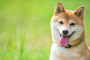 海外「日本の小さなお店で店番している犬がいたよ」日本じゃなきゃ成り立たないね