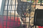 隣家の引っ越しトラックに乗ってしまった猫、2500kmの大冒険をして無事帰還ｗｗｗｗ