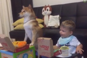 柴犬がまるで人間のように幼児と一緒に映画を楽しむ姿がほほえましい