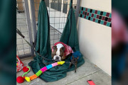 【海外】「テキサスのシェルターで発見された犬の正体とは？隠された秘密が明らかに！」
