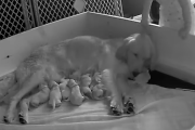 子育て中の母犬に幼女がキスして労う様子がほっこり。