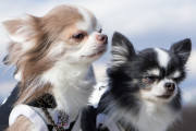 日本のテレビが「世界各国の犬の鳴き声」を紹介。タイの犬の鳴き声がおかしい！【タイ人の反応】