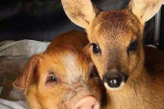外国人「異種の動物の友情でみんなの心を癒やしていく！」