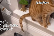 陶器を割ってしまった猫、飼い主に問い詰められたときのごまかし方がにゃんぱらりん