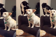 ものすごく考えて悪戯をしようとしている猫がおかしくて、可愛い