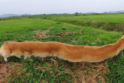 外国人「動物をパノラマ撮影したら面白すぎる写真になったｗｗｗｗ」