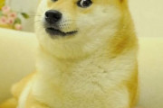 世界一有名な柴犬・かぼすちゃんが死去　世界中から悲しみの声