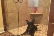 「犬を何度も呼んでるのに全然来ない。おかしいぞ」→笑撃の理由が判明