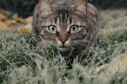 隣人に飼い猫を奪われそうになった女性。自分の猫と主張し迷子猫のポスターを街中に貼られる