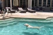 豪邸でグレートデンたち大型犬がプールパーティ♪水遊び好きなラブラドールが自慢の泳ぎを披露
