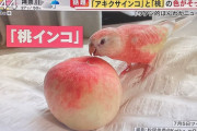 外国人「この日本人が飼ってるインコが桃そっくりすぎるよ！」