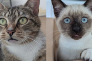 【海外】「救出された母猫、たった1匹の子猫と奇跡の生還を誓う」