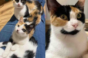 【海外】保護施設に子猫を連れてやってきた母猫、クリスマスに幸せな家族が見つかることを願う