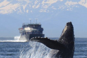 これは！？新種のクジラが発見されてしまう！「わいは人魚の発見を待ってるんだ！」「すぐにこれは絶滅種のなるのね…」海外の反応