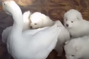 白いもの同士で仲間意識が強いのかな？サモエドの子犬たちの毛づくろいをしたり仲良くご飯を一緒に食べるガチョウさん