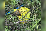 【海外】草むらから聞こえたかすかな声、プラスチック袋の中の命を救ったヒーローの物語